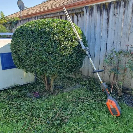 Shaped round shrub after hedge trimming