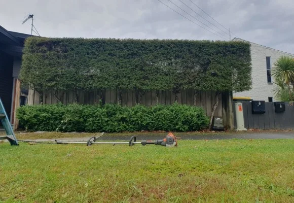 Large neatly trimmed hedge
